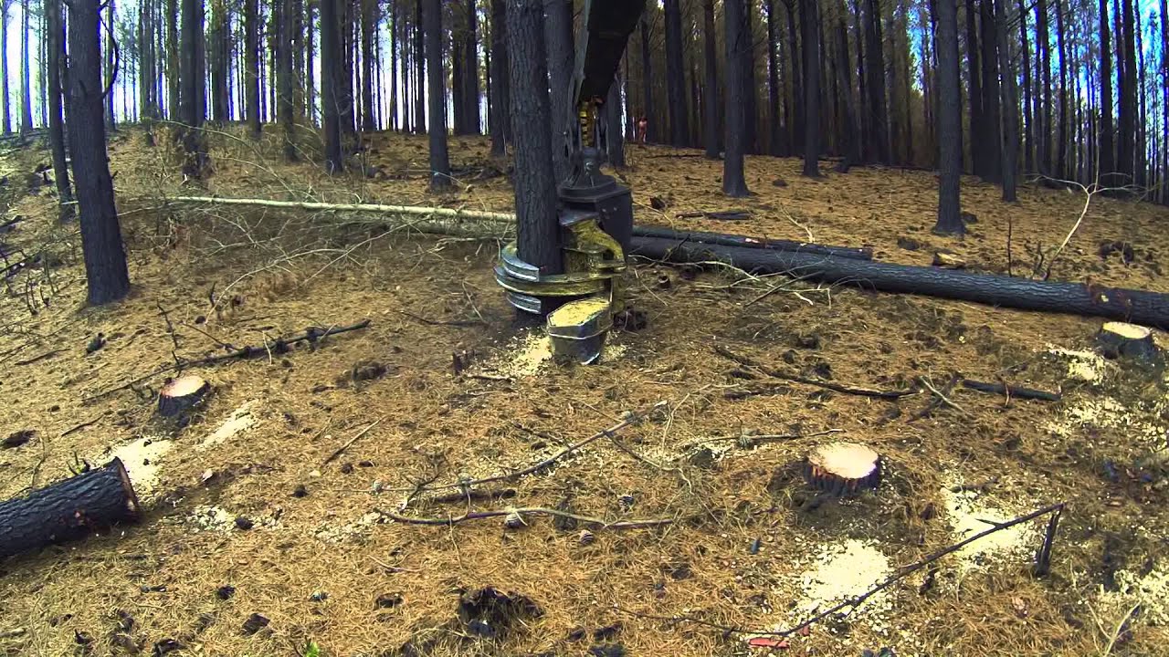Tigercat shovel logger with 5195 directional felling head