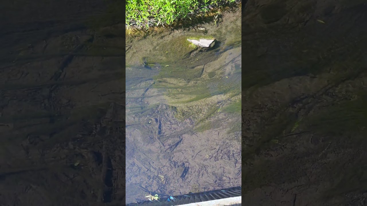 Clear Canal water and underwater plants