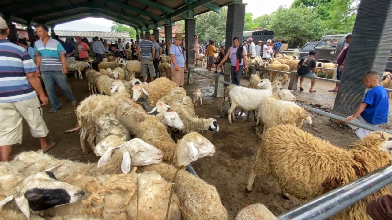 Pasaran Senin Pahing Harga Hewan Domba Kambing Murah Muntilan Magelang Terbaru Hari Ini Januari 2026
