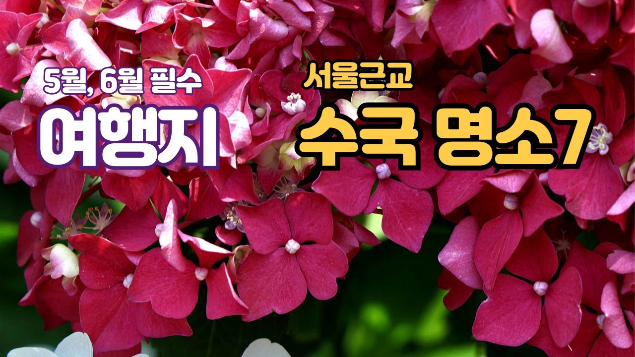 5,6월 필수여행지, 서울근교 수국 명소 7곳 소개ㅣ Introduction to 7 Nearby Hydrangeas in Seoul.    #수국명소,