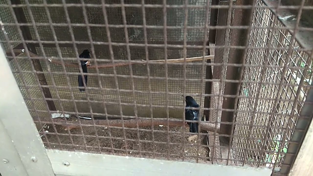 menjodohkan murai batu medan x balak harus bersabar...