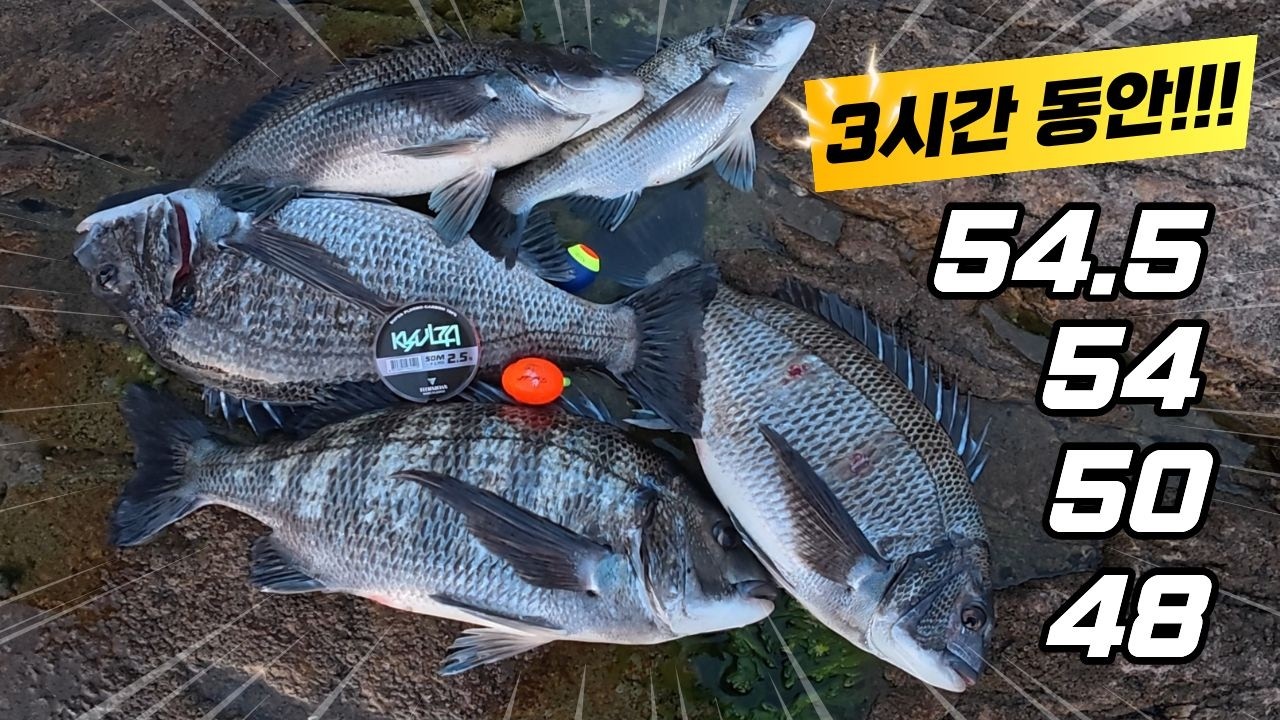 남서풍이 불면 5짜 잡으러 이곳으로 갑시다!