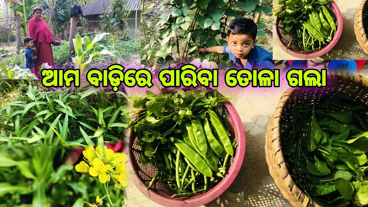 ଆଜି ଆମ ବାଡ଼ିରେ ପାରିବା ତୋଳା ଗଲା🌿🌳🌱♥️#viral #viralvideo #odisha 