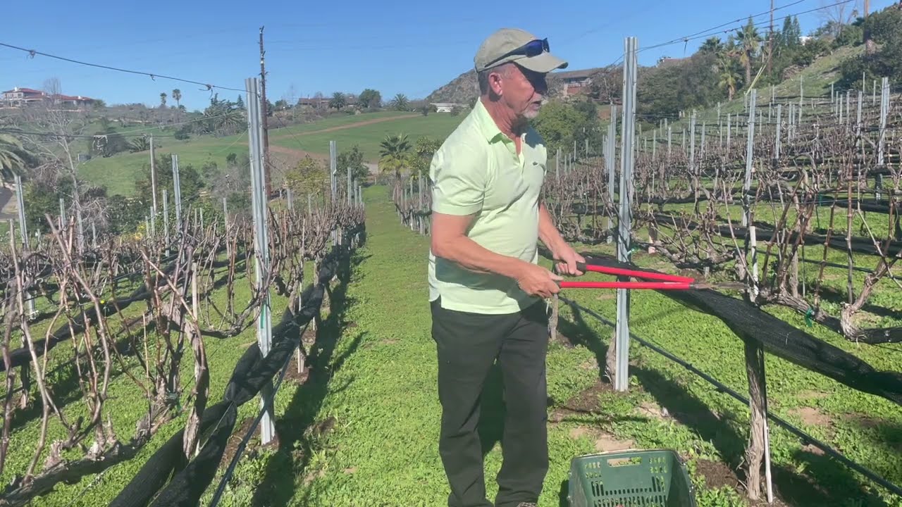 How To Prune Grapevines