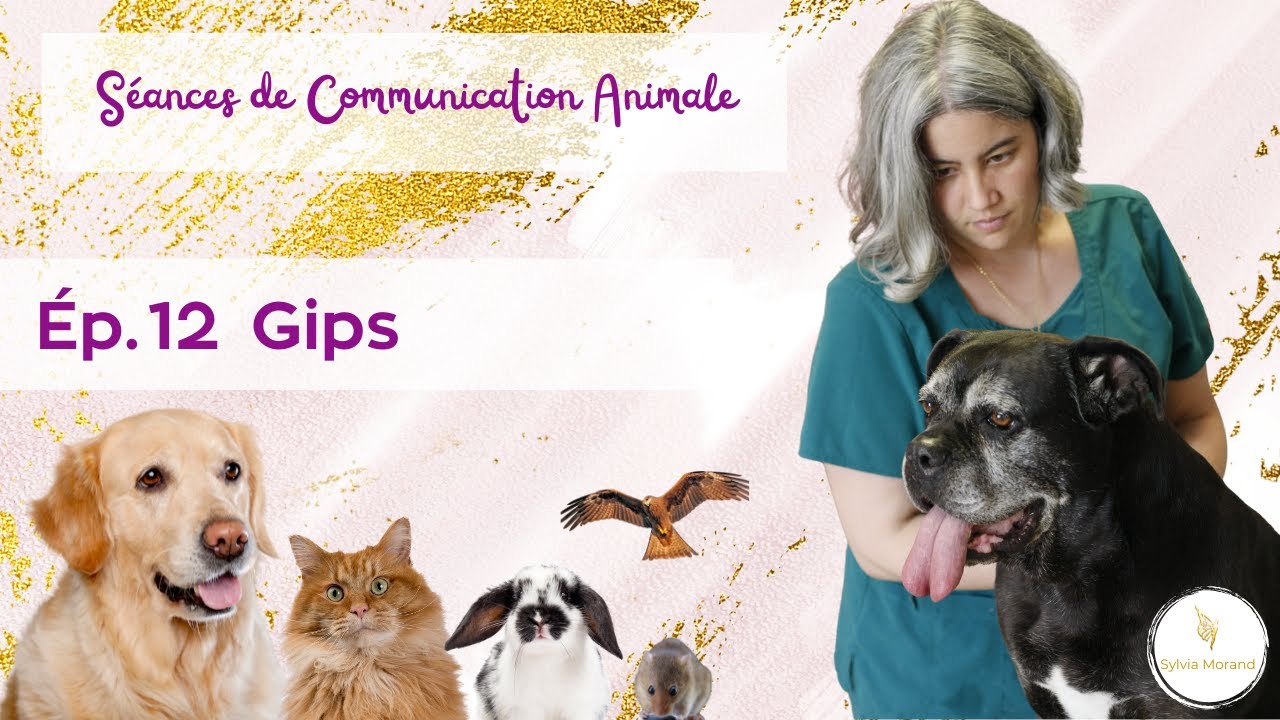 En séance de Communication Animale : 12 Gips