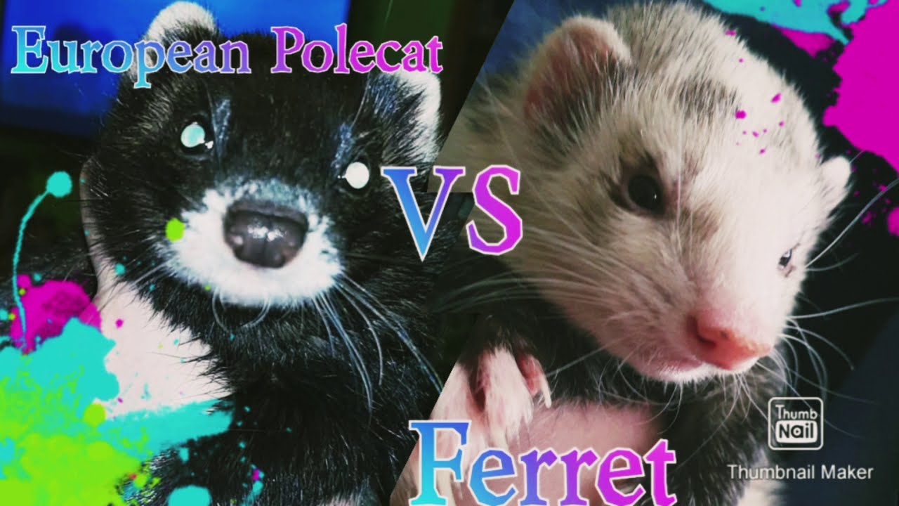 European polecat vs ferret as pets ペットとしてのヨーロッパケナガイタチvsフェレット