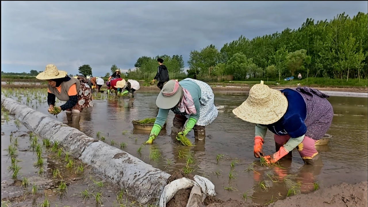 Iranian rice is the best in the world: Farming life on the farm