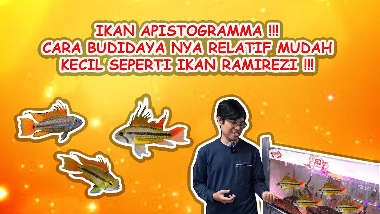BUDIDAYA IKAN DWARF CICHLID APISTOGRAMMA COCO MEGA ORANGE RELATIF MUDAH DAN CUKUP AQUARIUM KECIL AJA