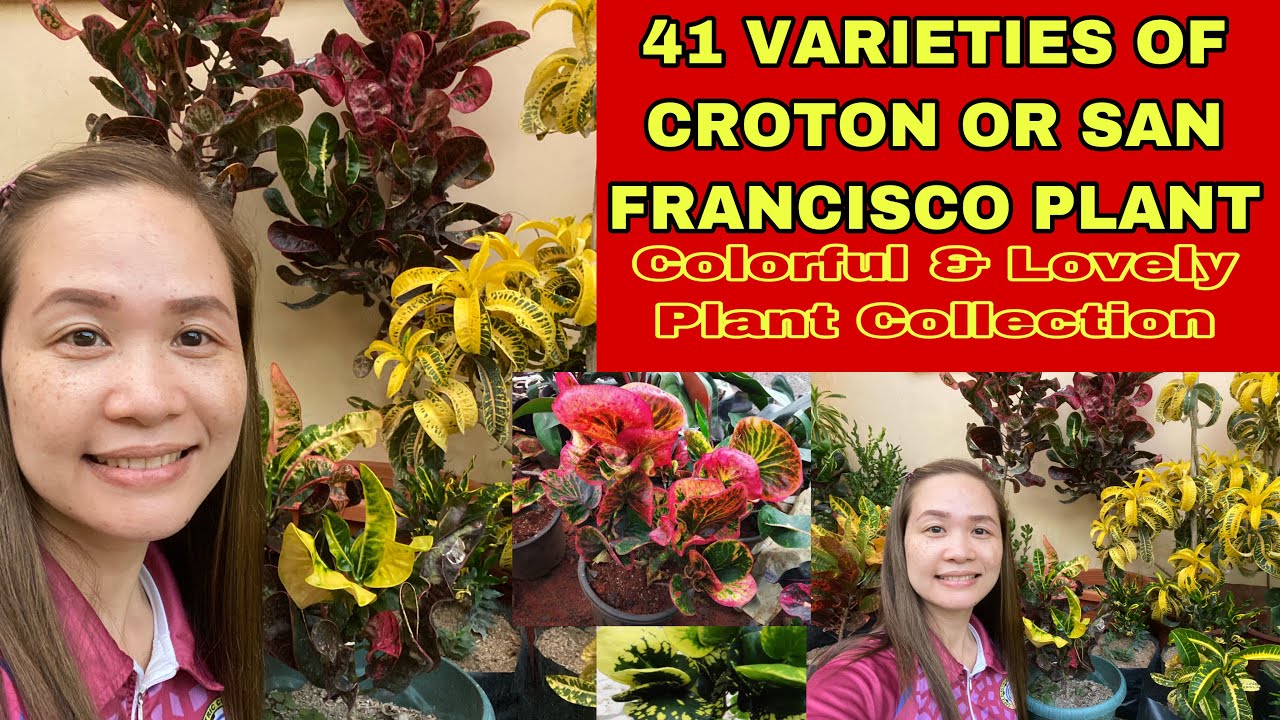 41 VARIETIES OF CROTON OR SAN FRANCISCO PLANT + RARE & COMMON CROTON VARIETIES #croton #sanfrancisco