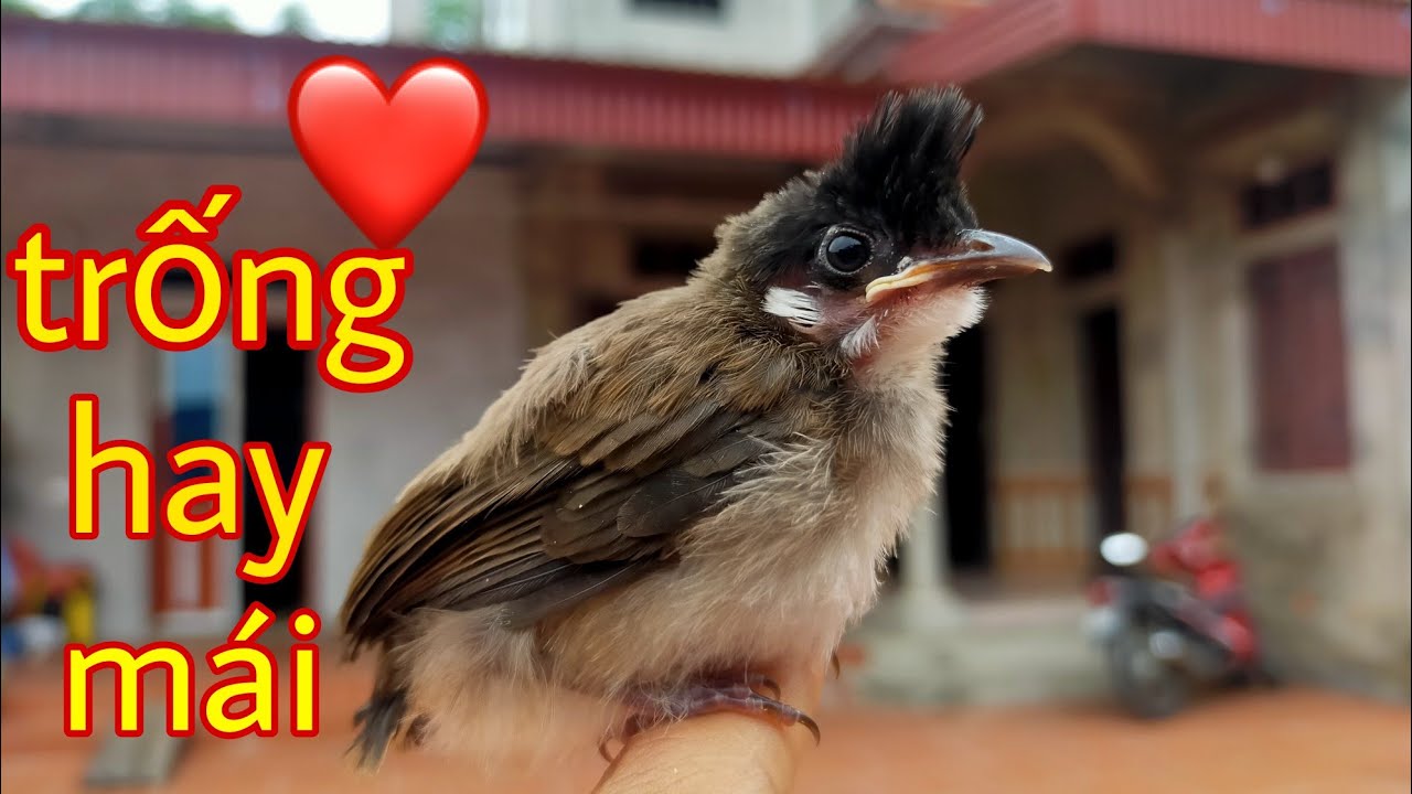 Cách phân biệt chào mào non trống mái đơn giản nhất Huấn Xoăn
