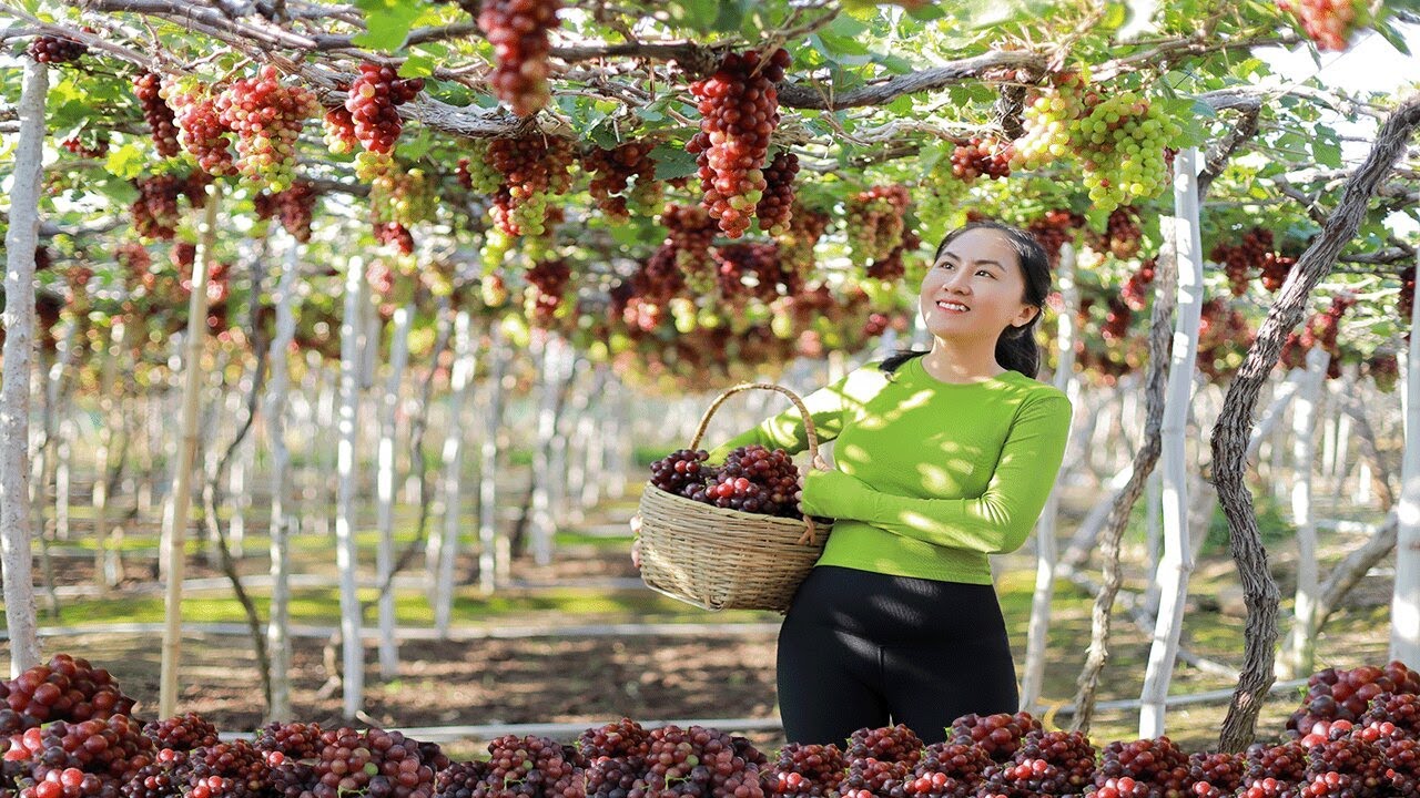 Harvesting Grape & Go to the market | Emma Daily Life