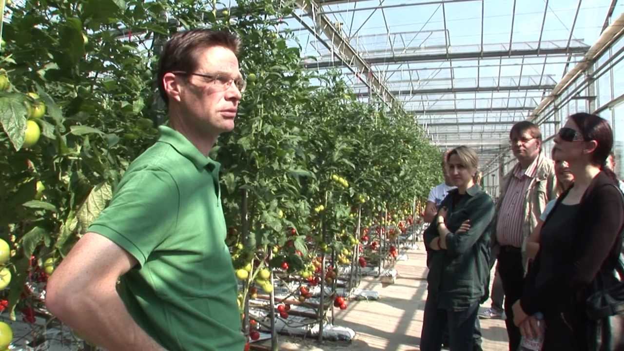 REWE-Richrath: Tomaten von Landwirt Michael Bong aus Niederaußem