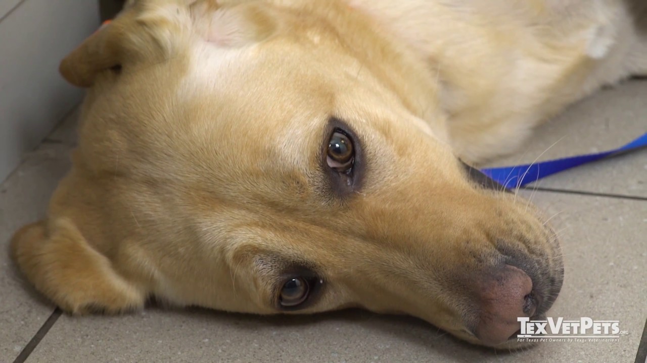How To Give Your Dog Eye Drops