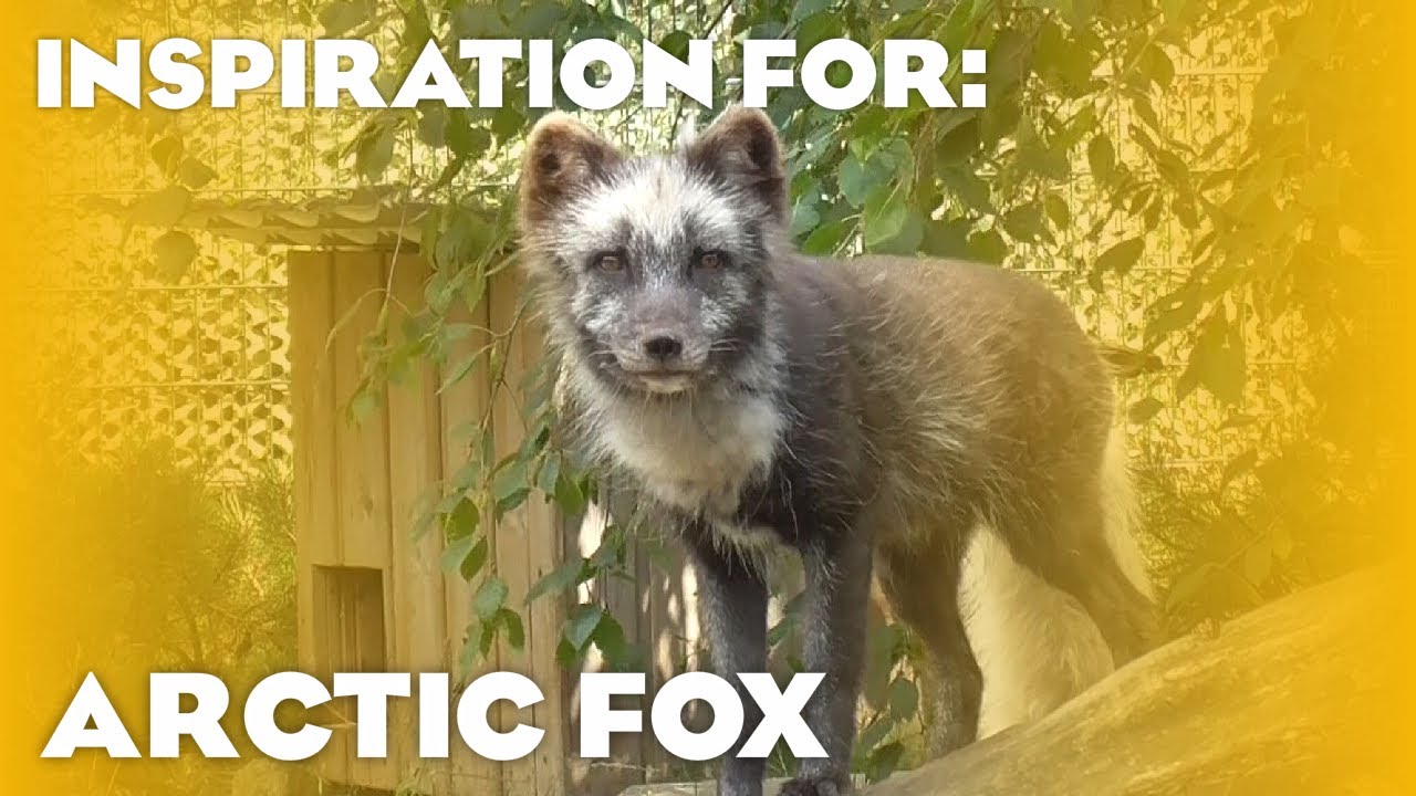 7 Real Arctic Fox Habitats! (Planet Zoo Inspiration)