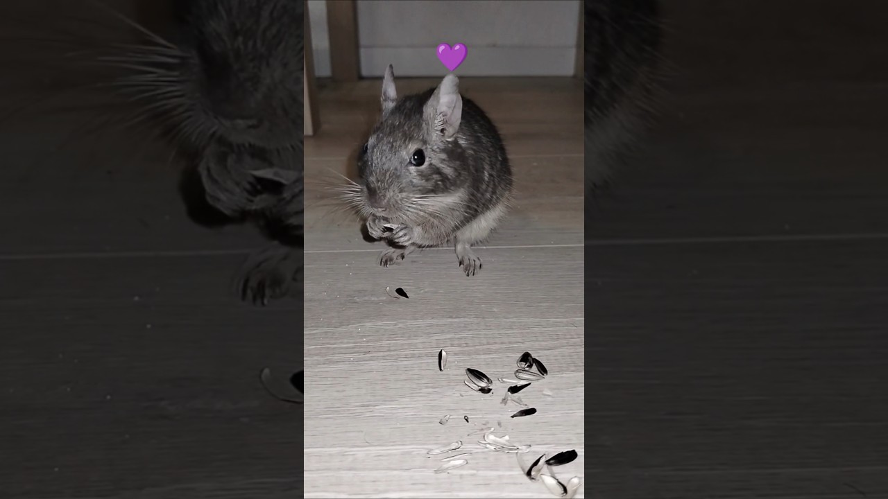 Henry 💜 eating degu 😍 #funny #animals #degu #pet #shorts
