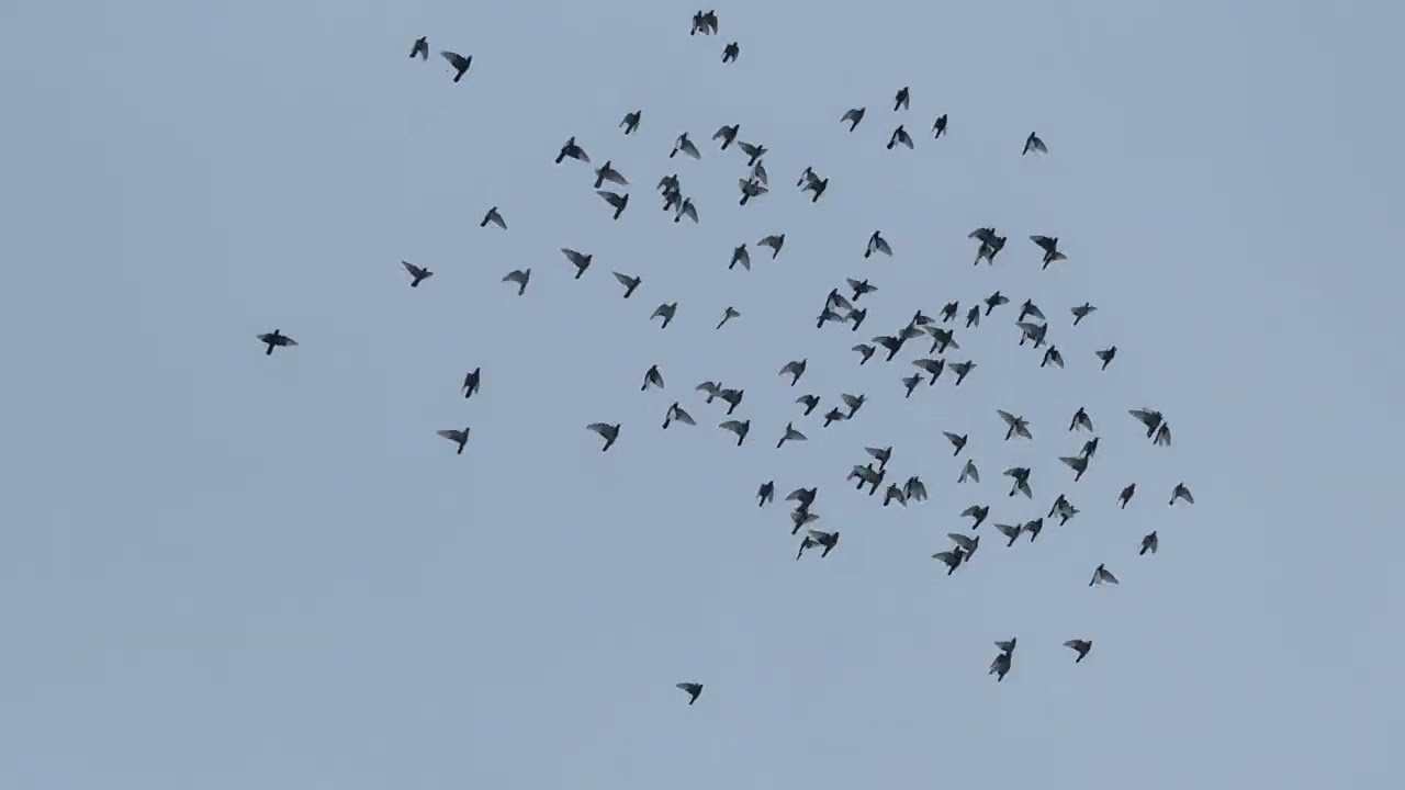 Red tail hawk stopped by (15)2026 #pigeon #birds 