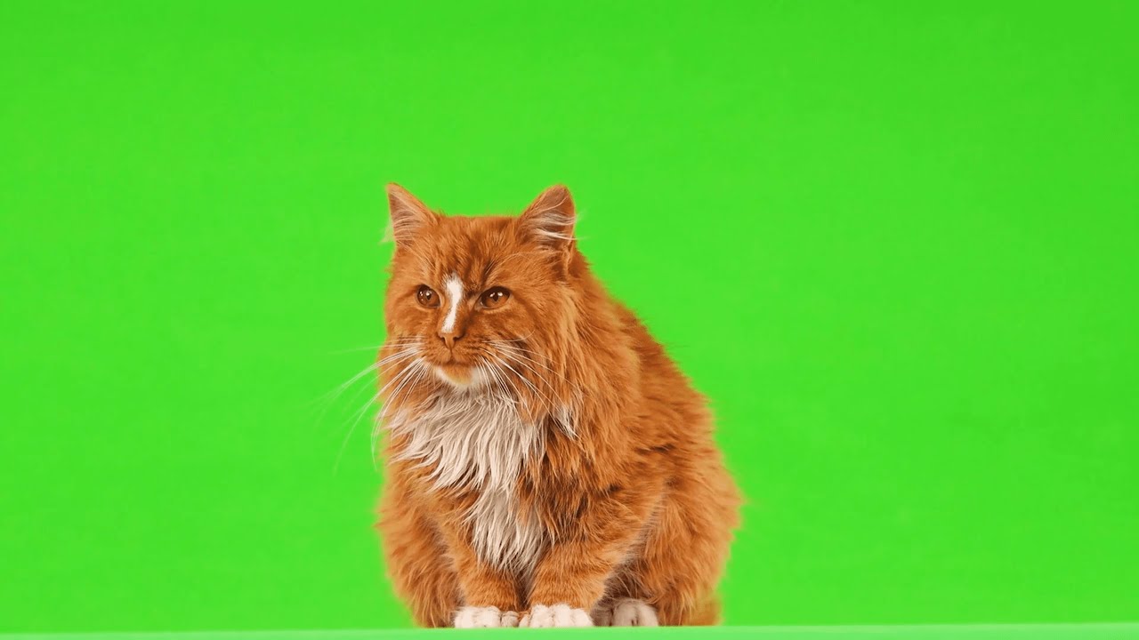 cat green screen effect