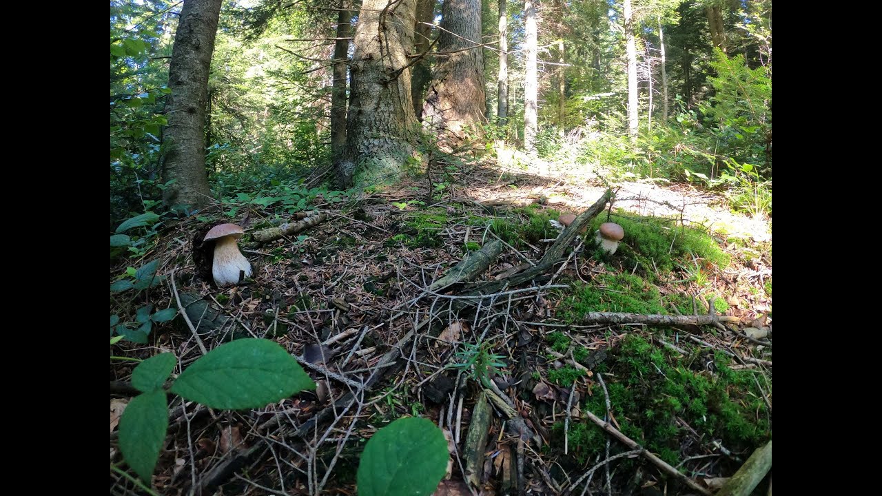 grzyby 2020 Borowiki Nowa miejsc&oacute;wka i pełny kosz. mushrooms  Белый гриб Beskid Niski