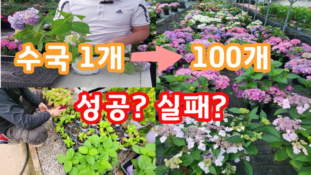 수국1개로 100개 만들기 프로젝트! 그 결과는?