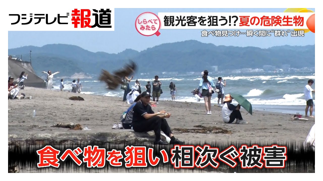 夏の恐怖！？身近に潜む危険生物【しらべてみたら】（2025年8月）