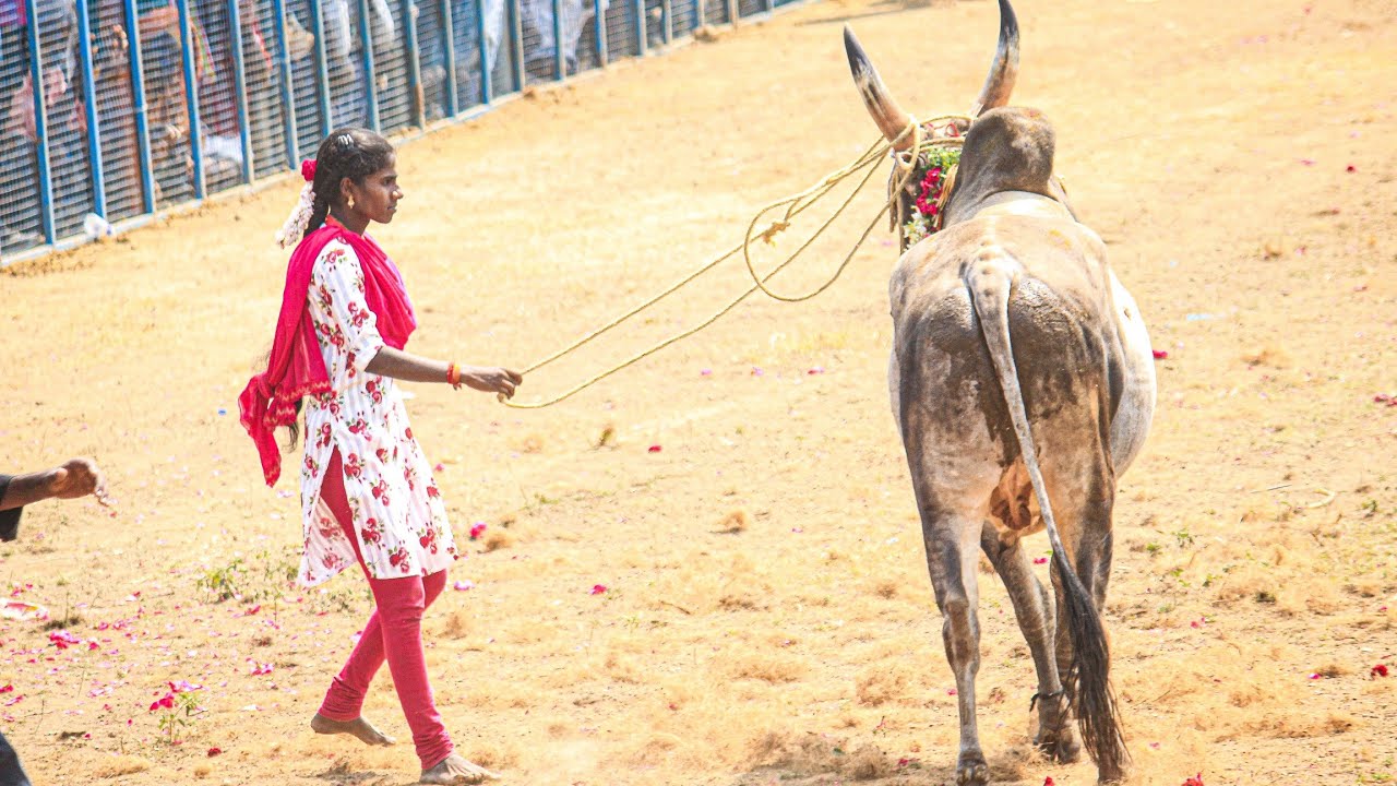 வீரதமிழச்சி காளை. களத்தில் காளையோடு மாஸ் காட்டிய வீரதமிழச்சி | மங்களாபுரம் ஜல்லிக்கட்டு 2026 Videos 