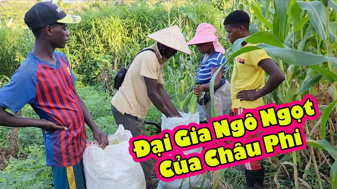 Antonio Maria rầm rộ thu hoạch nông sản của Fazenda 2Q Antonio|| 2Q Vlogs Cuộc sống Châu Phi