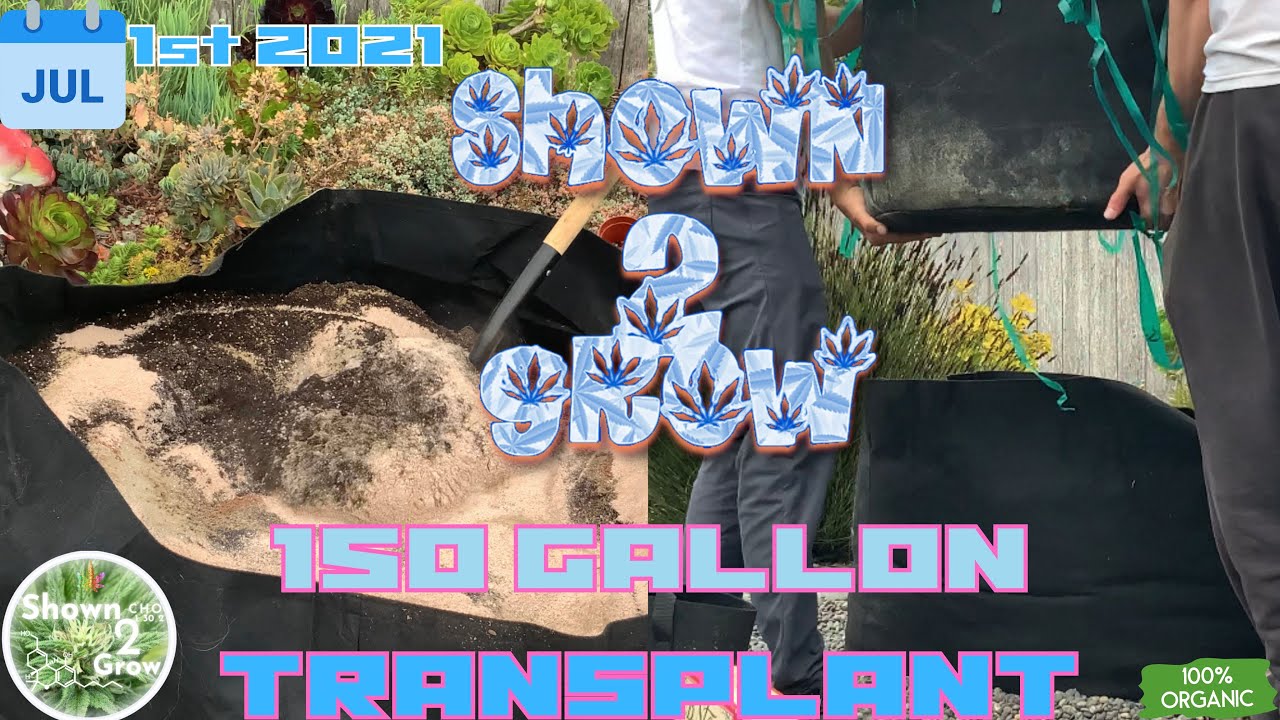35 to 150 Gallon Potter Cannabis Plant Transplant -Shown2Grow- Organic Outdoor Cannabis Grow [4kUHD]