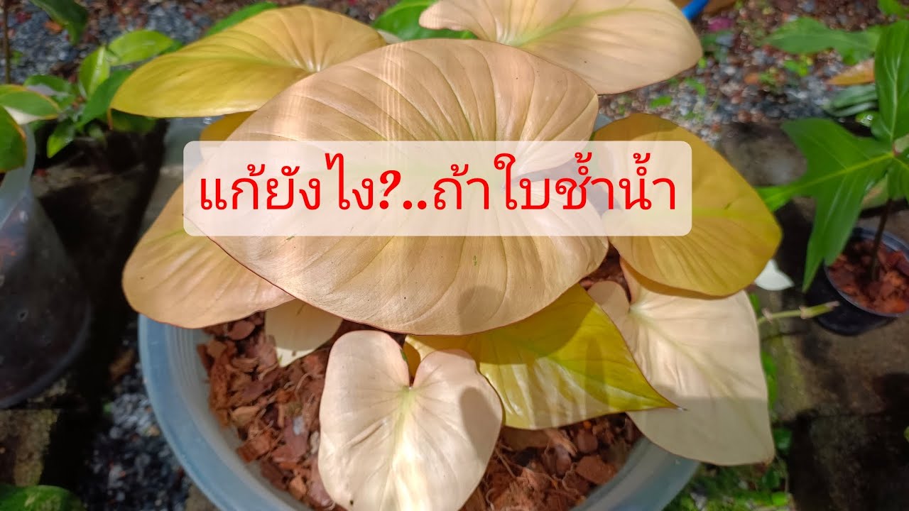 EP.55 วิธีแก้ปัญหาไม้ ใบช้ำน้ำ