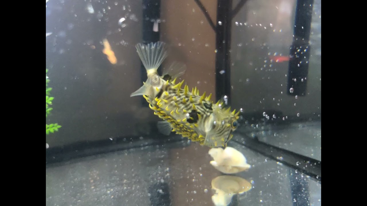 spiny box puffer eating