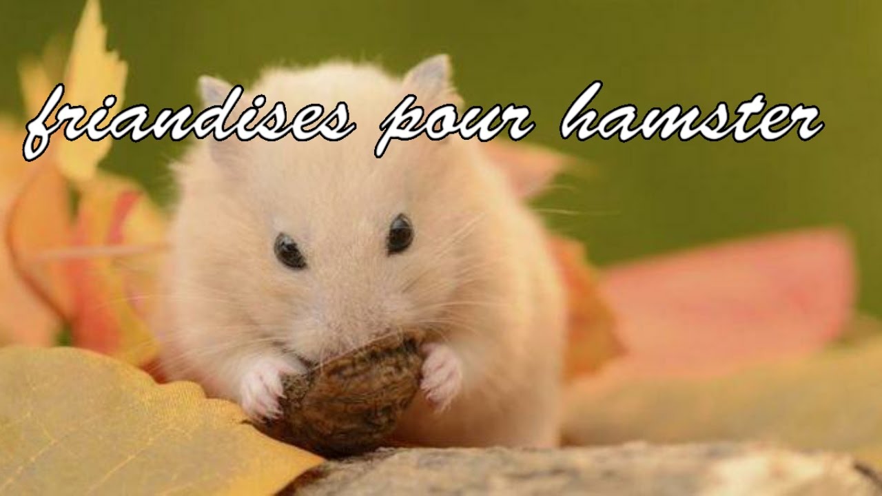 Tuto friandises pour hamster