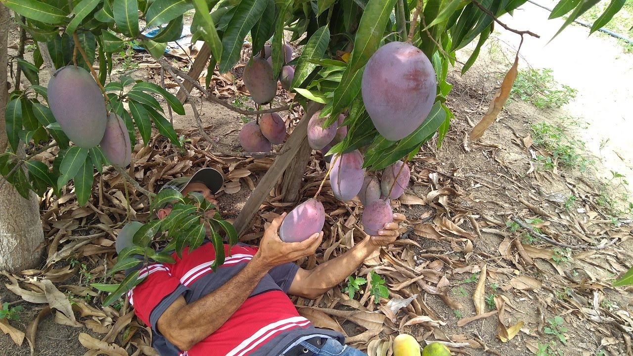VISITAMOS UM SÍTIO AONDE TEM TODOS OS TIPO DE FRUTAS