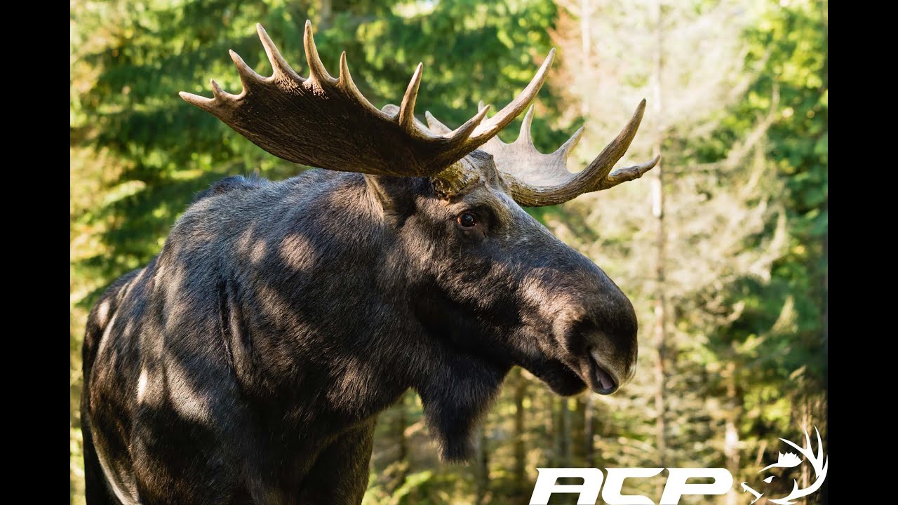 Approche d'un orignal de pr&egrave;s pendant la chasse &agrave; l'arc
