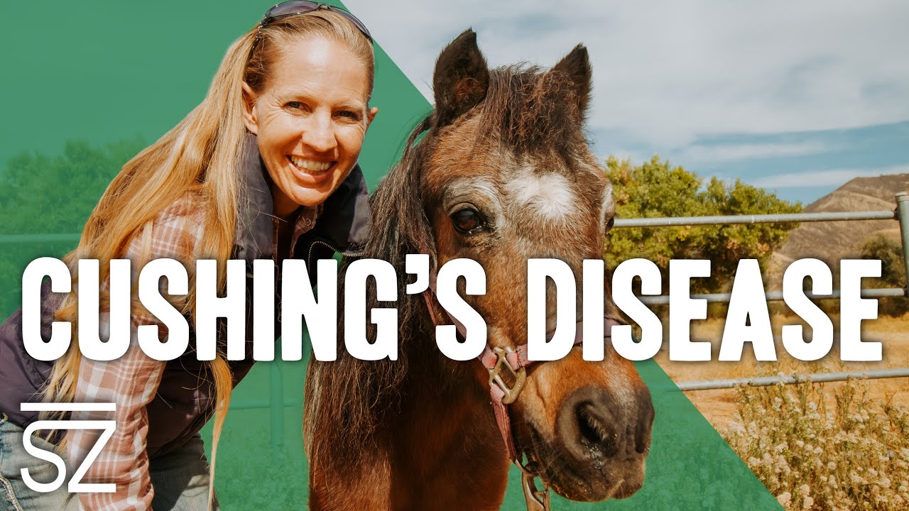 Как лечить болезнь Кушинга у лошадей (и мини-лошадей)