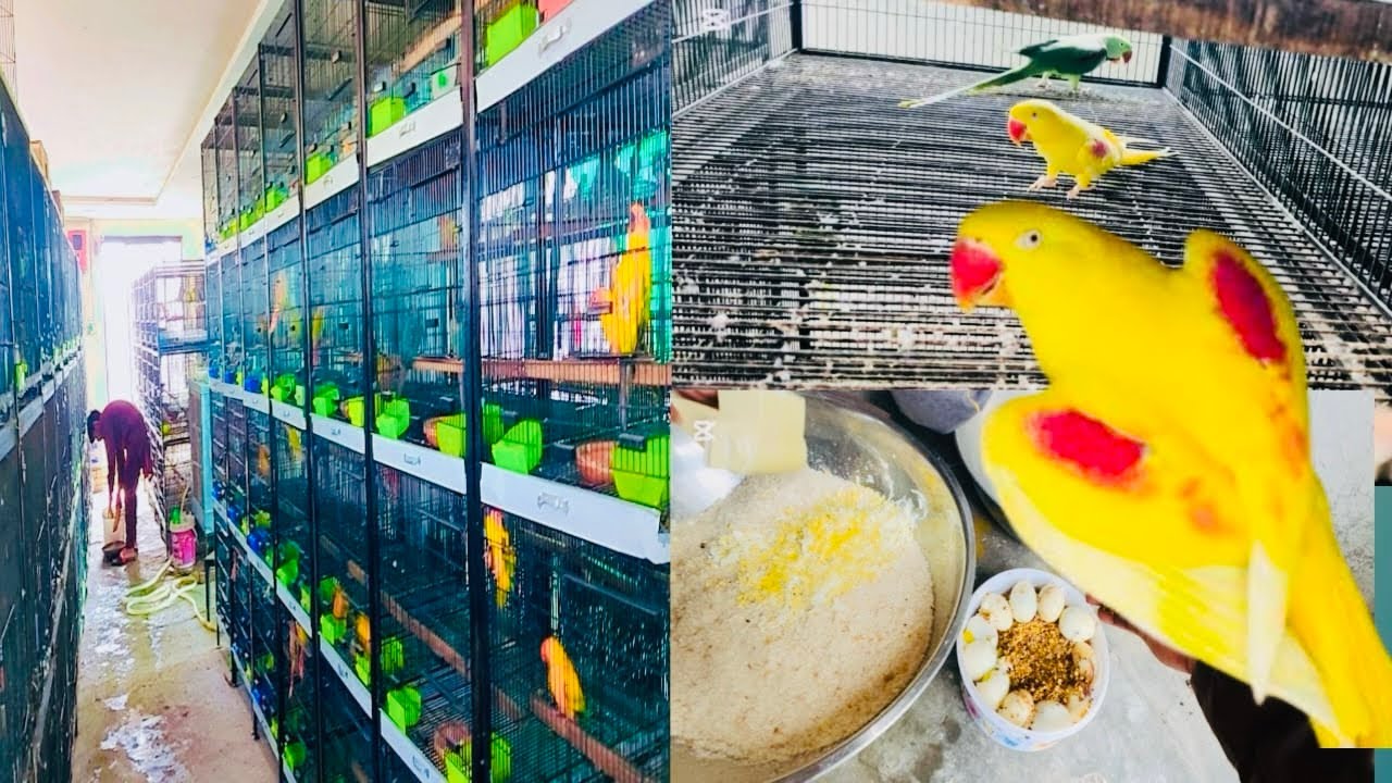 Majid aviary daily vlog aj boht kam tah 🤲❤️🫶