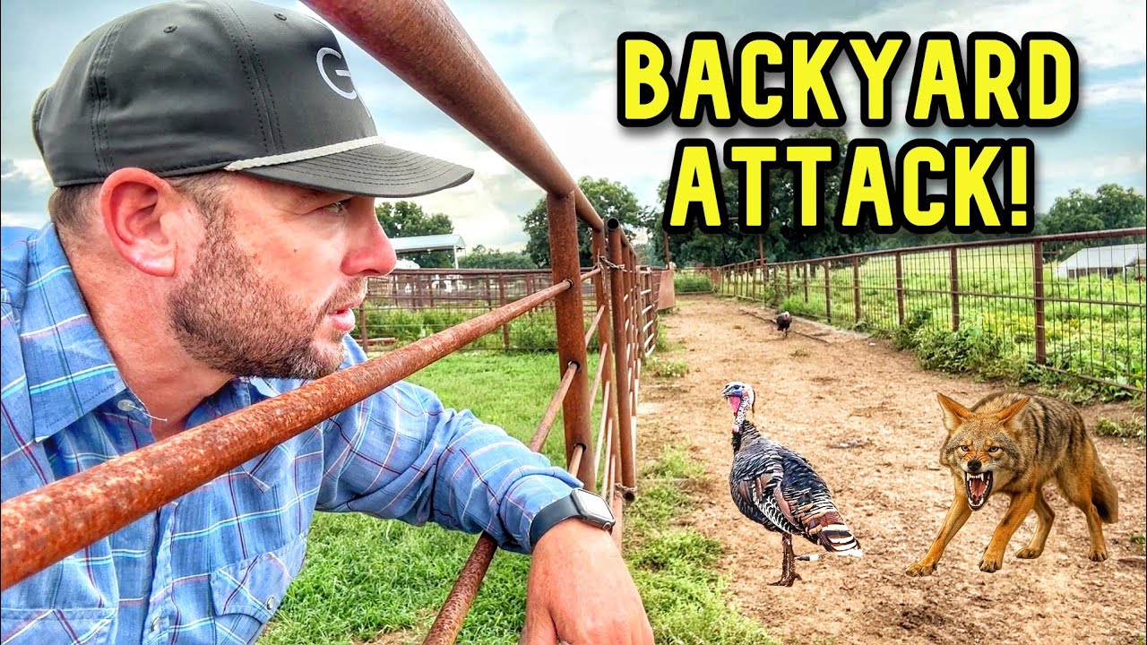 Caught Them Trying To Attack in Our Backyard!