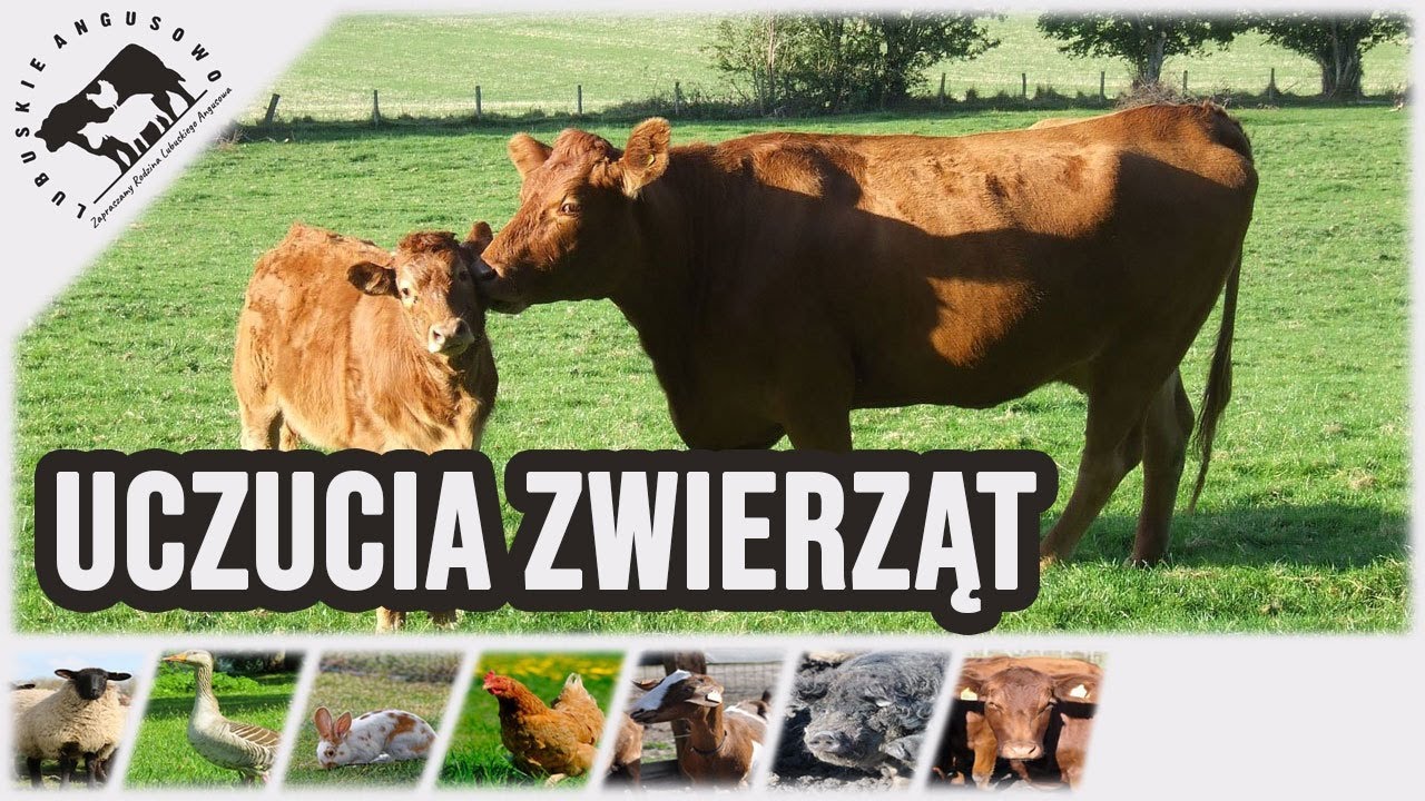 Lubuskie Angusowo - S3 E1 - Uczucia zwierząt... i troszkę komercji