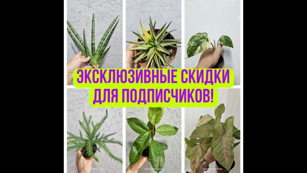 Эксклюзивные Скидки для Подписчиков от 09.03.26