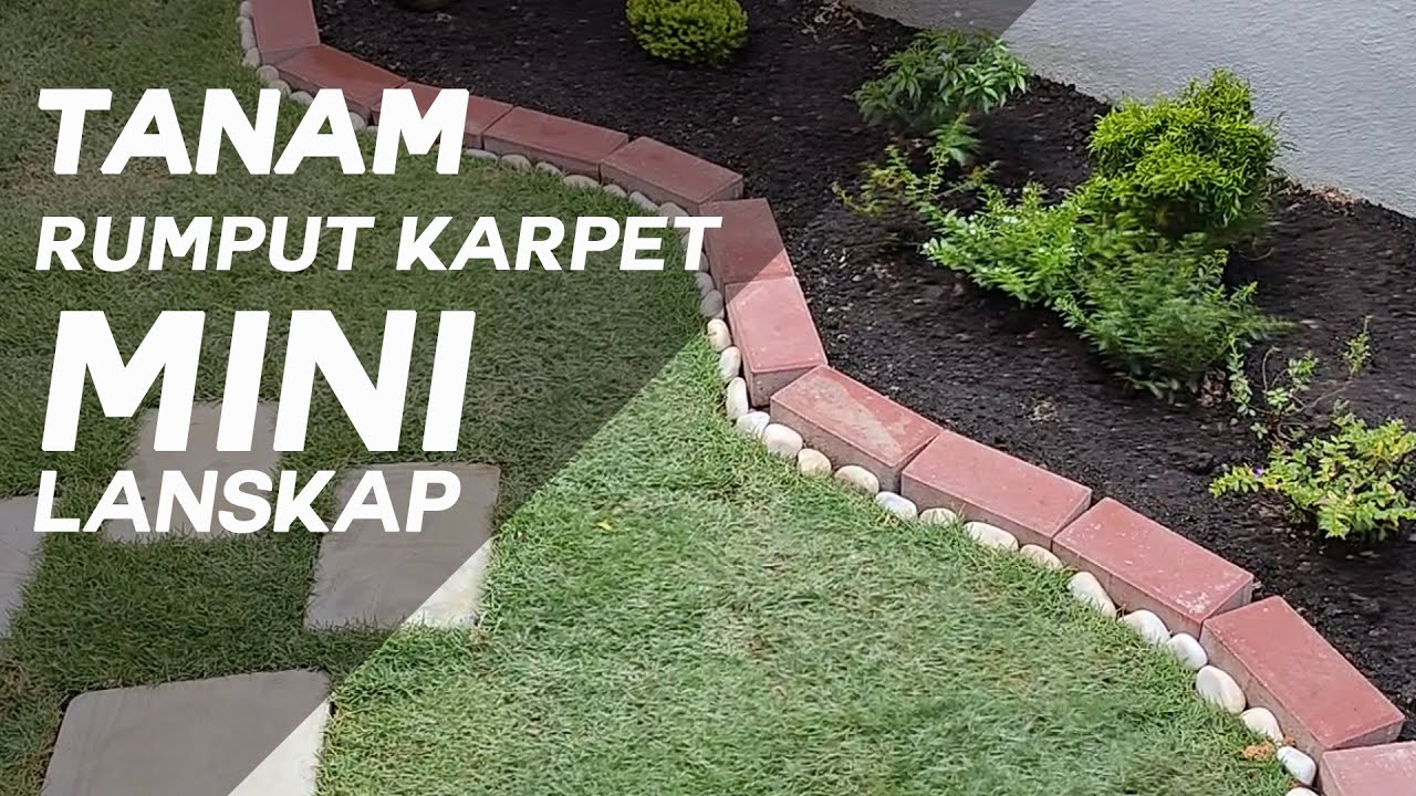 Tanam Rumput karpet (Japanese Grass) untuk mini lanskap