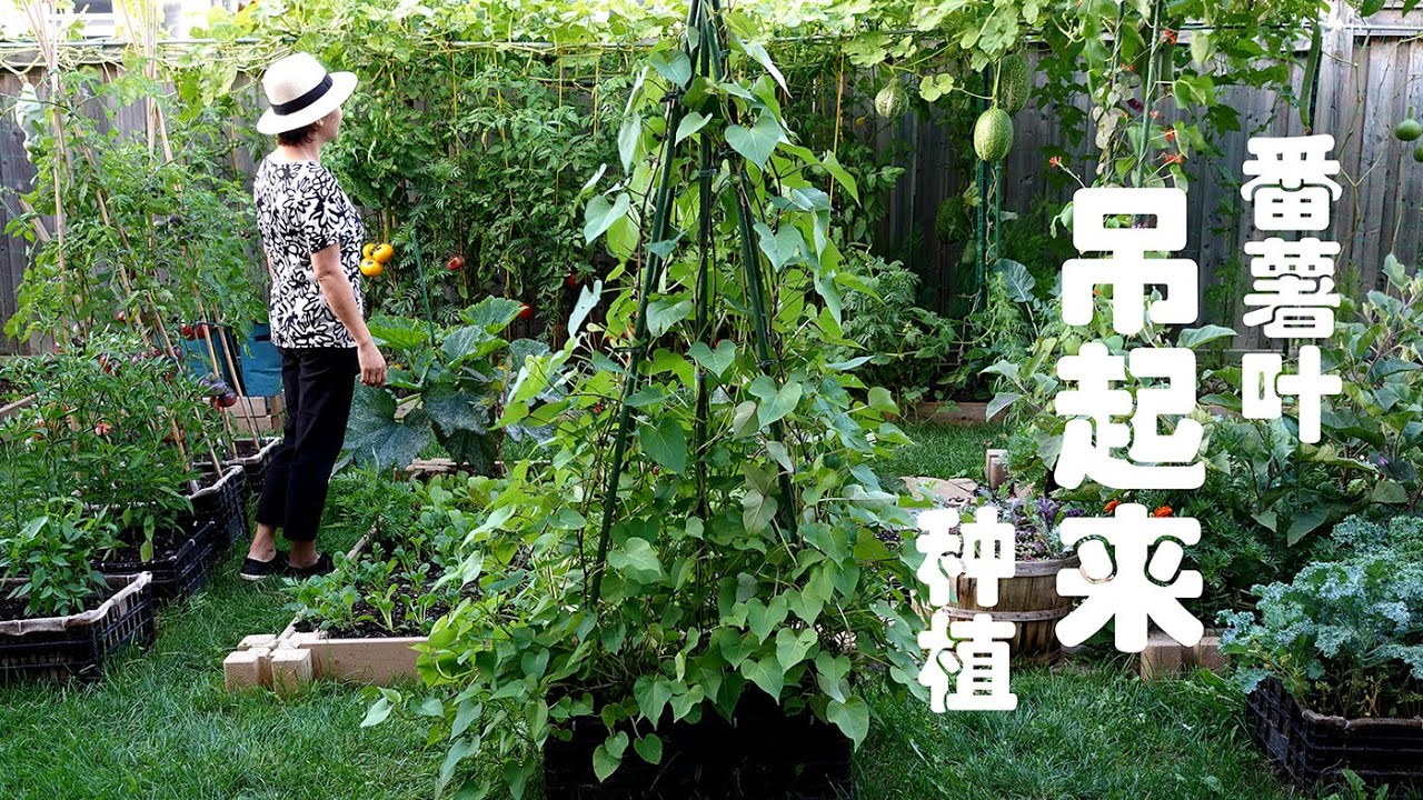用三种方法种植番薯叶  紫番薯叶吊起来种植 Growing sweet potato leaves in 3 ways   Growing sweet potato leaves vertically