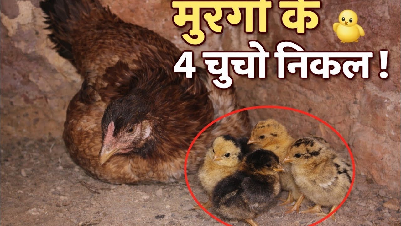 Aaj Hamari murgi Ne bacche nikal Diye