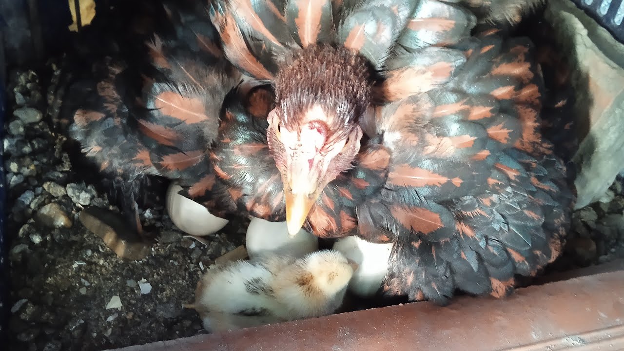 PLANTÃO DOS ANIMAS ❤️🦅🐦🦮🕊️🐓