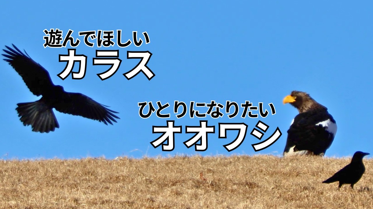 遊んでほしいカラス、ひとりになりたいオオワシ【北海道】Crow Wants to Play but the Steller's Sea Eagle Wants to Be Alone|Hokkaido