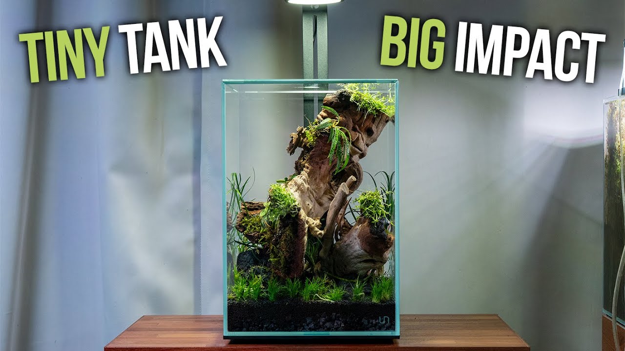 Step By Step Terrarium Guide in a UNS 25TM Prism Tank