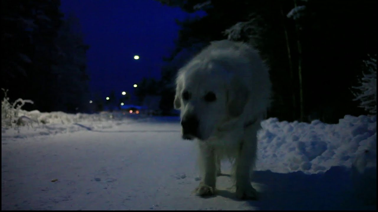 SININEN HETKI - EL MOMENTO AZUL | ESPECIALIDADES DEL INVIERNO DE FINLANDIA