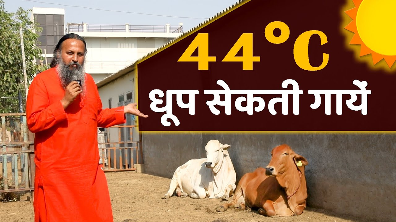 44°C Temperature में धूप सेकती गायें | Sahiwal Cows | Heat Wave | Summer | Kamdhenu Gaushala |