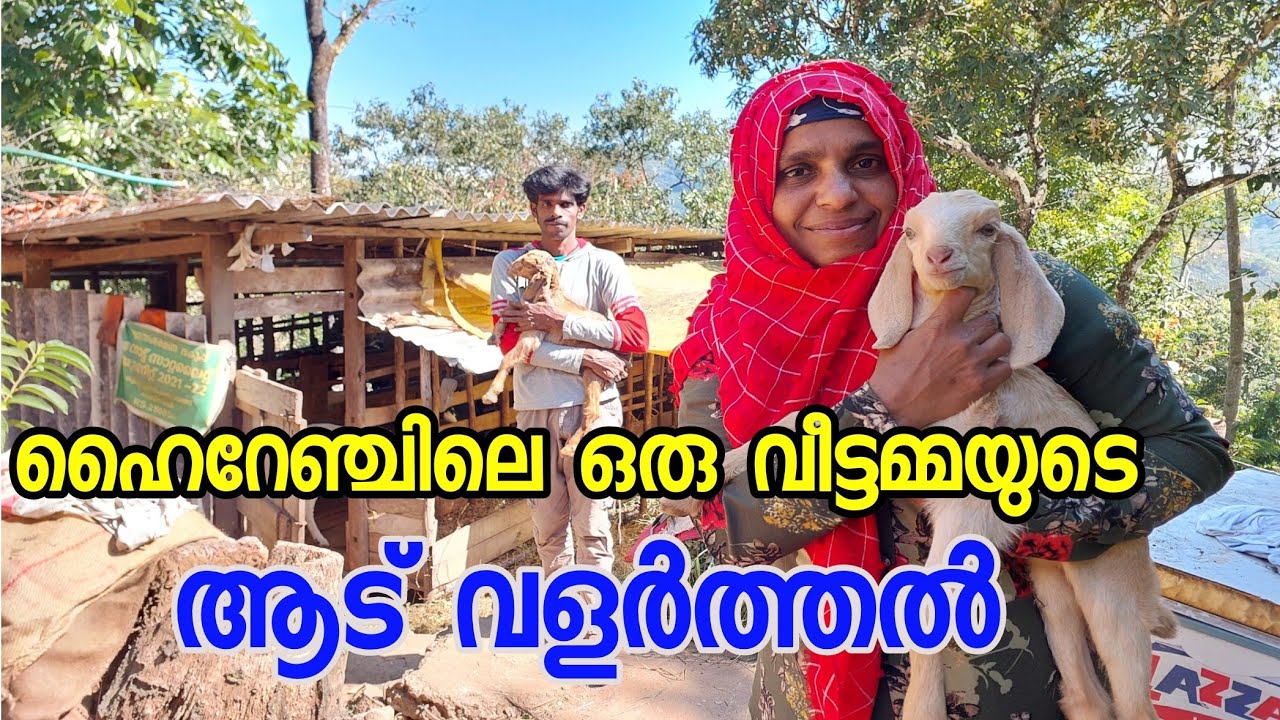 goat farming in idukki|ആട് വളർത്തൽ|goat farming Malayalam|ആട വളർത്തൽ ലാഭകരം|goat farming kerala
