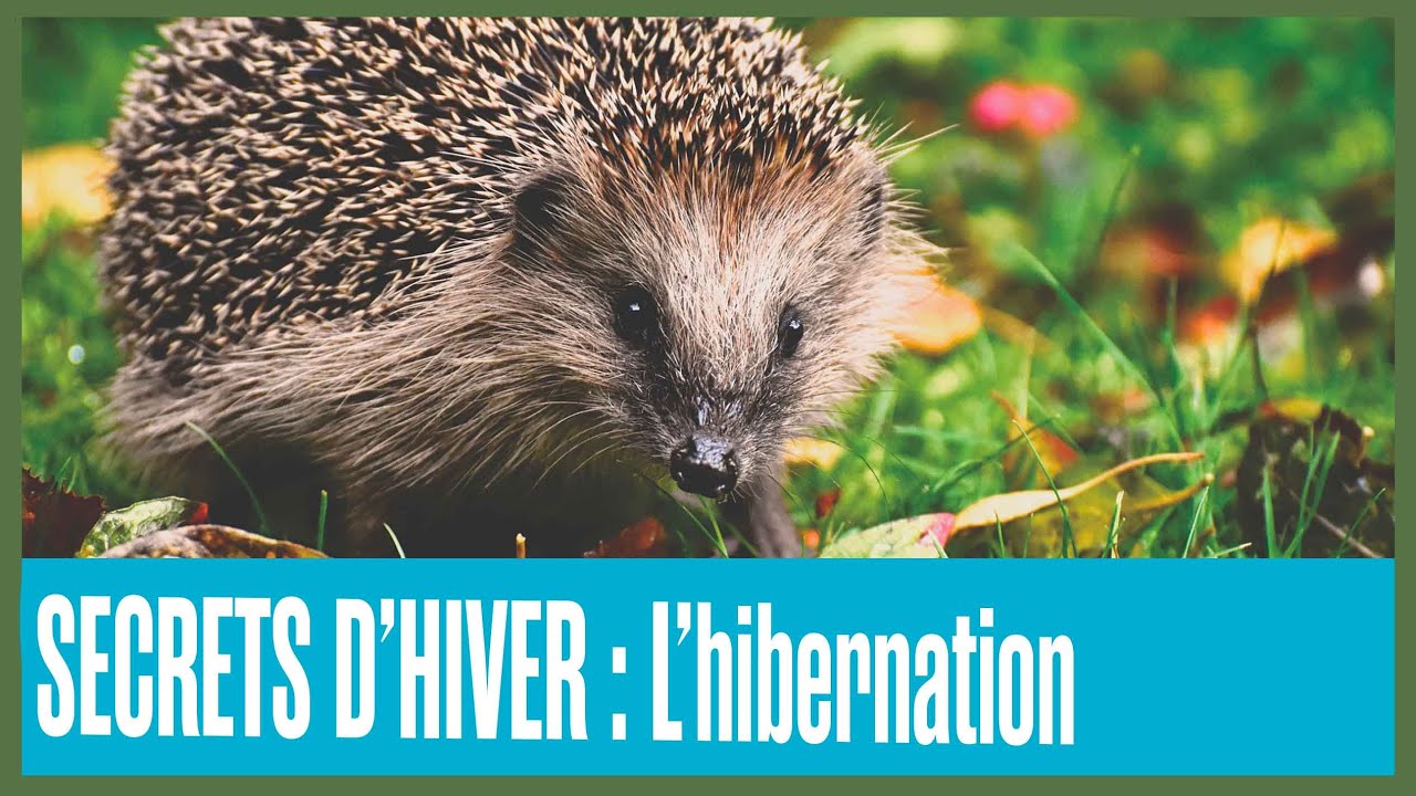 SECRETS D'HIVER : L'hibernation