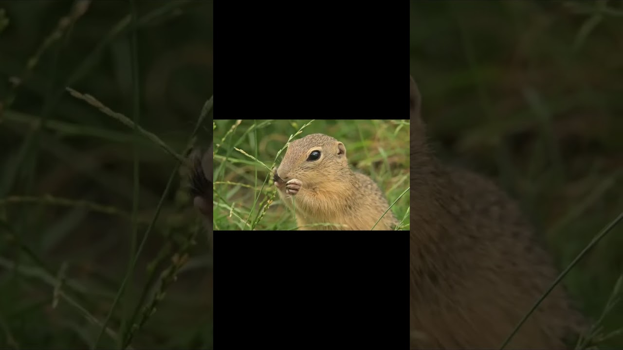 To survive, he plans, hides, and remembers every spot. #squirrel