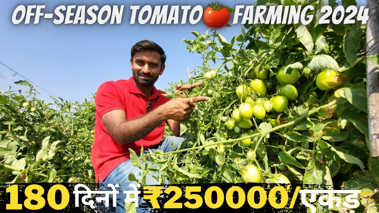 tamatar ki kheti🍅| टमाटर की खेती | tomato farming | A to Z जानकारी | #tamatar | #seminis_virang