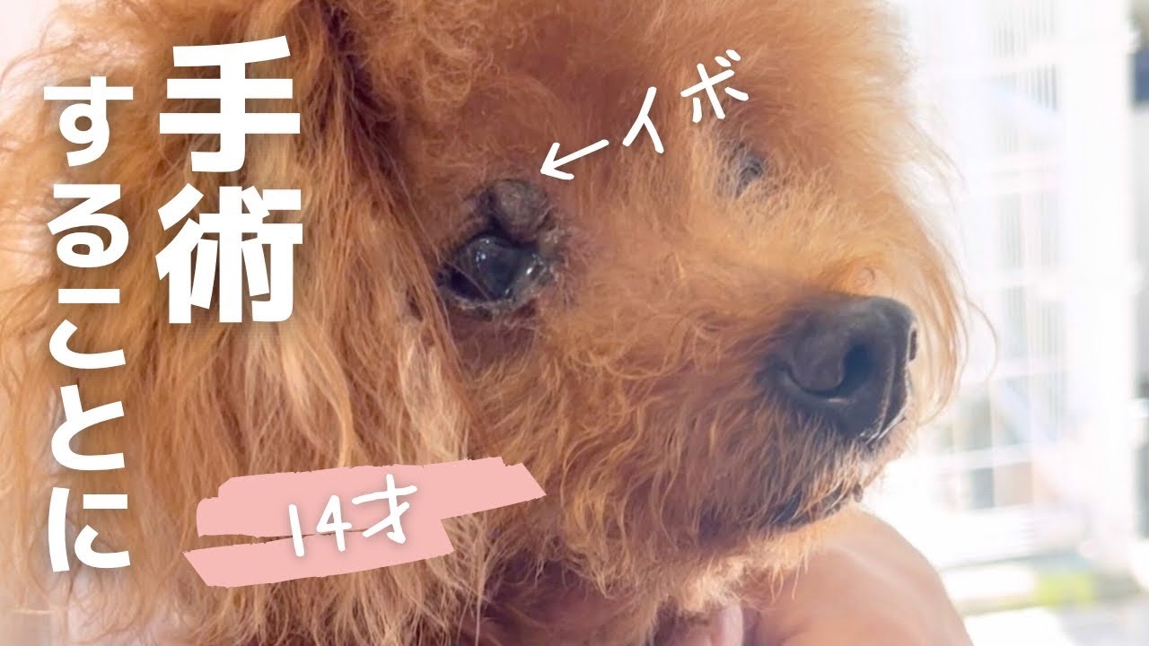 目の形が変わるかも…でも愛犬のために手術を選んだ日【トイプードル＆チワマル】